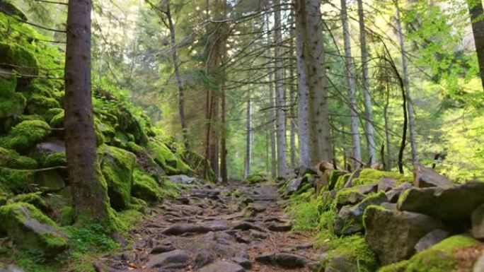 相机沿着森林中树木之间的岩石路径移动。石头上覆盖着绿色的苔藓，树木被阳光照亮。适合自然散步、运动的地