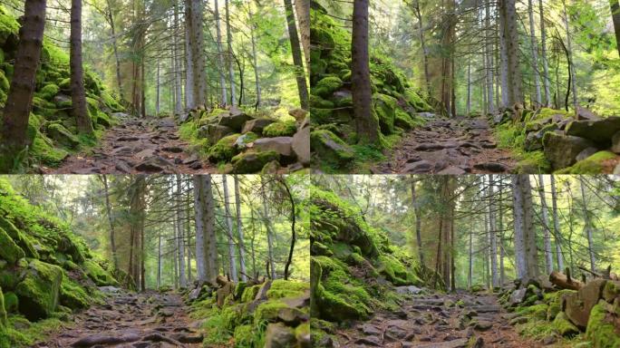 相机沿着森林中树木之间的岩石路径移动。石头上覆盖着绿色的苔藓，树木被阳光照亮。适合自然散步、运动的地