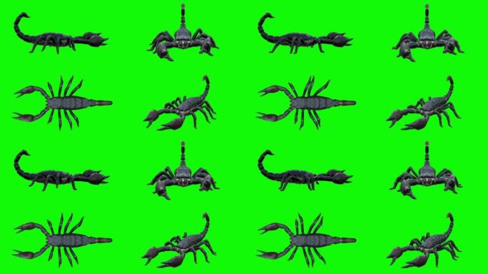 绿色屏幕上的走蝎。动物的概念，野生动物，游戏，返校，3d动画，短视频，电影，卡通，有机，色键，人物动