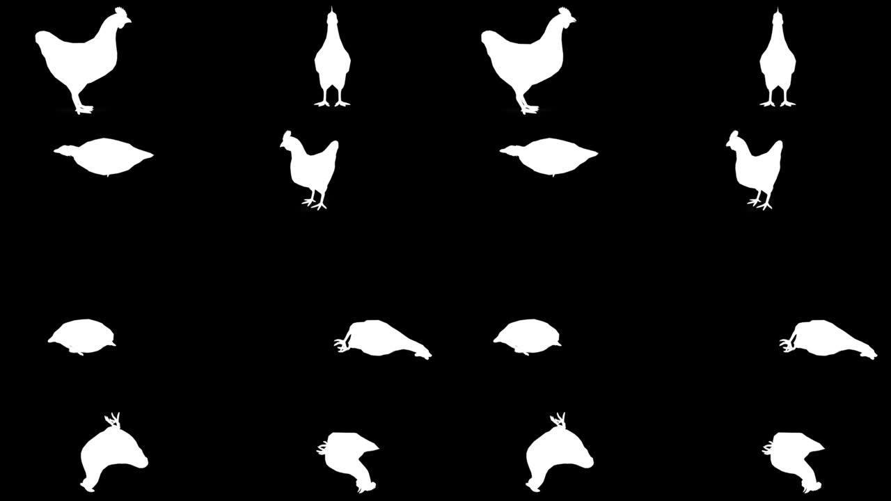 黑色背景上垂死的鸡轮廓。动物的概念，野生动物，游戏，返校，3d动画，短视频，电影，卡通，有机，色键，