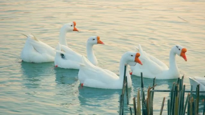 白鹅在水中游泳养殖饲养群鸟大鸟大鹅