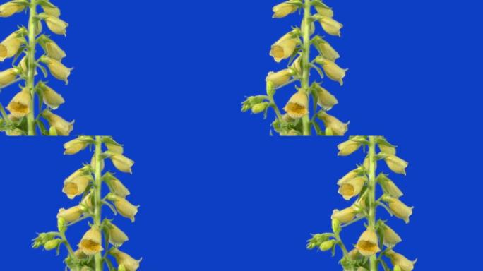 蓝屏上分离的毛地黄植物