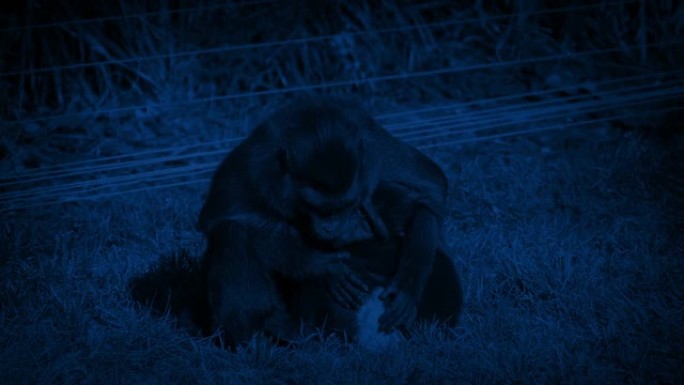 猴子妈妈晚上在储备中照顾婴儿