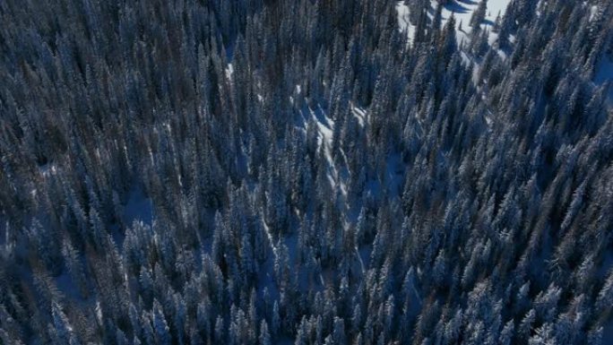 冬季山区积雪林木的俯视图抽象自然背景