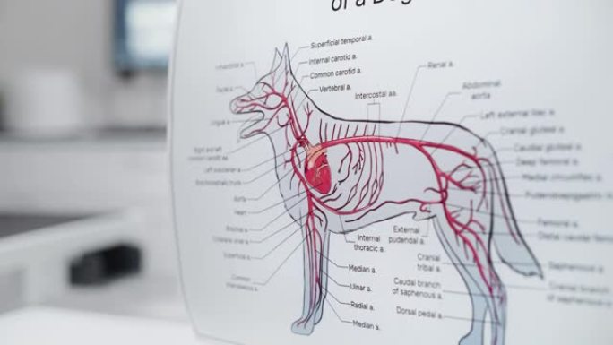 狗的动脉循环系统解剖海报。在兽医诊所办公室设施的犬血管系统的彩色详细插图