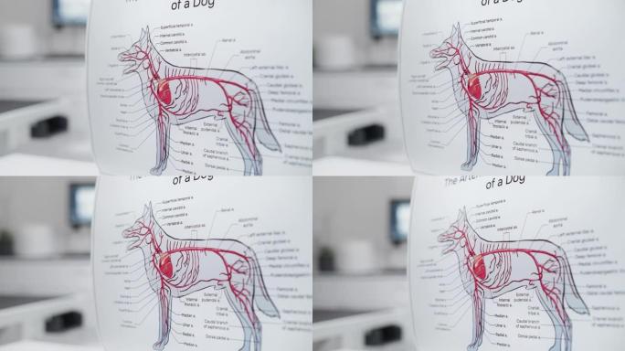 狗的动脉循环系统解剖海报。在兽医诊所办公室设施的犬血管系统的彩色详细插图