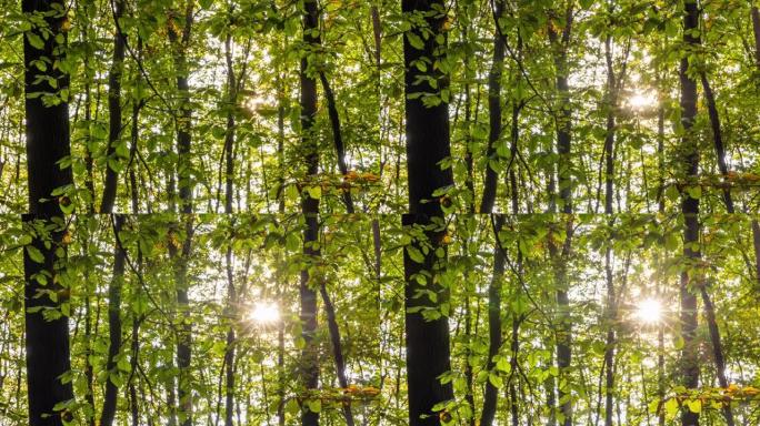 T/L太阳照亮了森林中树木的绿色叶子