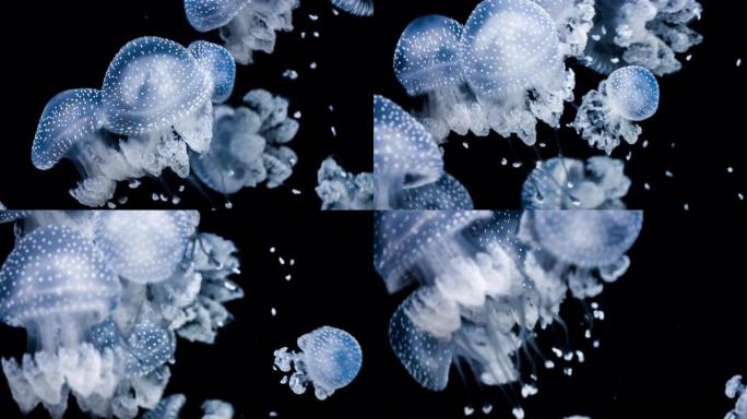 水母斑点鱼群-蓝色