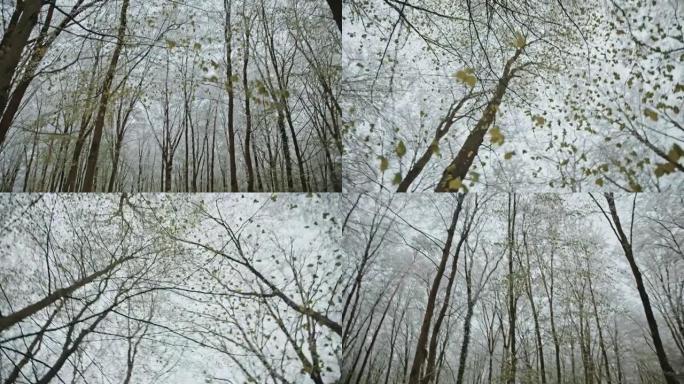 冬季森林中裸露的落叶树