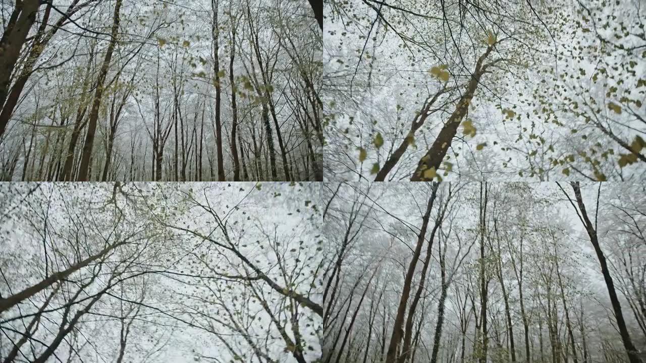 冬季森林中裸露的落叶树