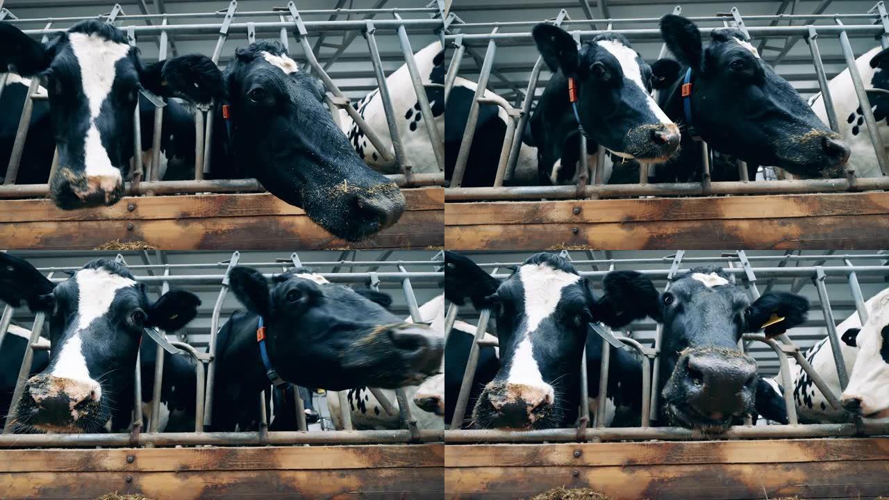 农场奶牛的脸在特写镜头中