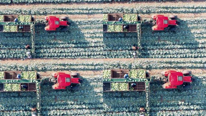 农民使用带输送机的拖拉机收割的俯视图