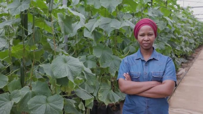 一位骄傲的黑人非洲女农民站在温室隧道中种植的水培黄瓜旁边的特写肖像