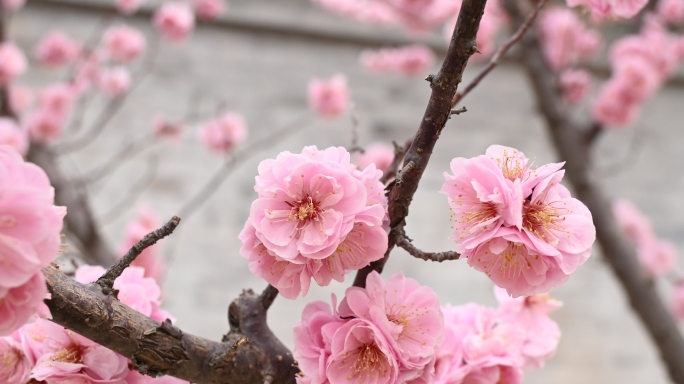 春天里盛开的百花