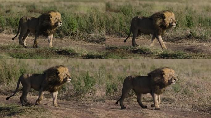 缓慢的moiton特写壮观的雄狮在非洲大草原上行走