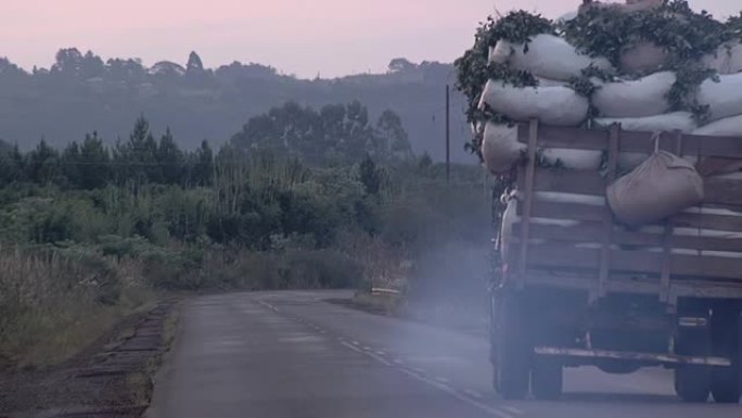 在阿根廷米森斯的Yerba Mate种植园，Yerba Mate叶子被装在卡车上。