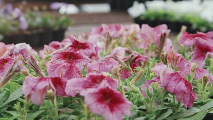 粉色矮牵牛花矮小花粉色矮花牵牛花儿