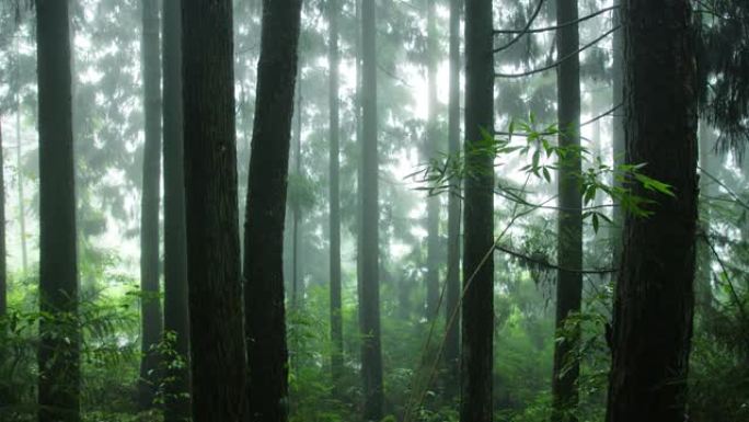 雨中的森林林业绿化树林植被生态水源