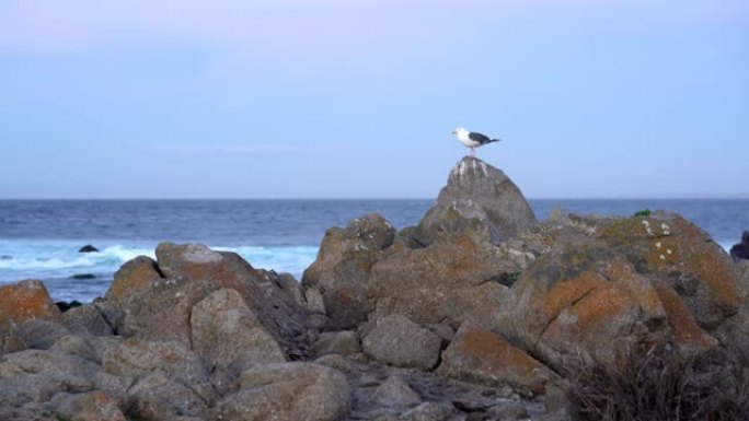 海鸥在海边的石头上