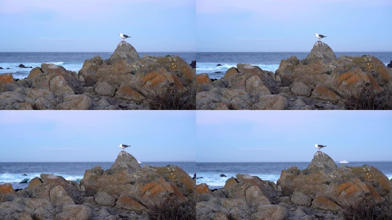 海鸥在海边的石头上