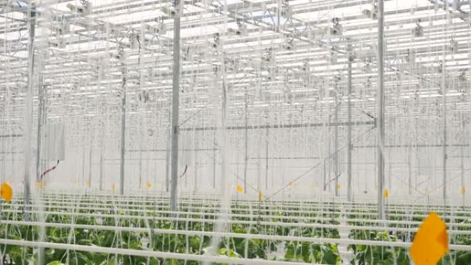 白色大温室蔬菜。大型温室建筑内种植的一排排植物。种植和收集商品用于商业销售。温室农田蔬菜的栽培与选育