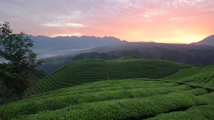 早上的茶场茶山生态茶山生态茶园