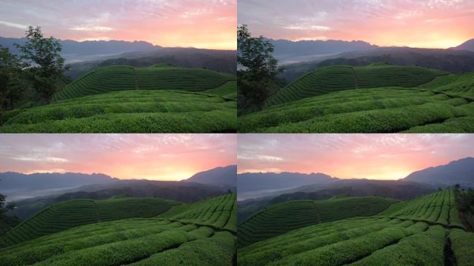 早上的茶场茶山生态茶山生态茶园
