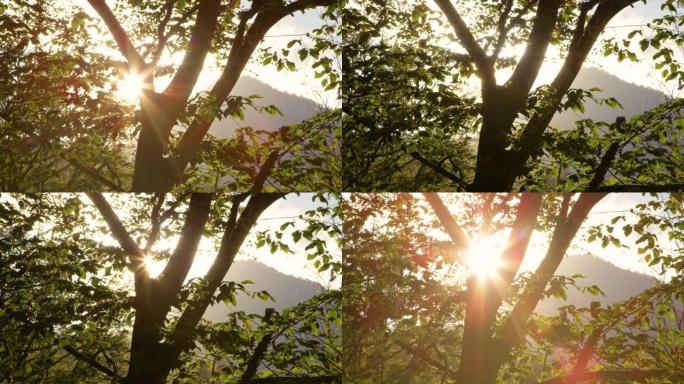 手持设备: 风景如画的傍晚阳光照耀在一棵大落叶树上
