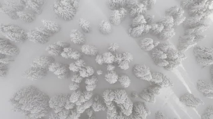 无人机拍摄积雪覆盖的树木