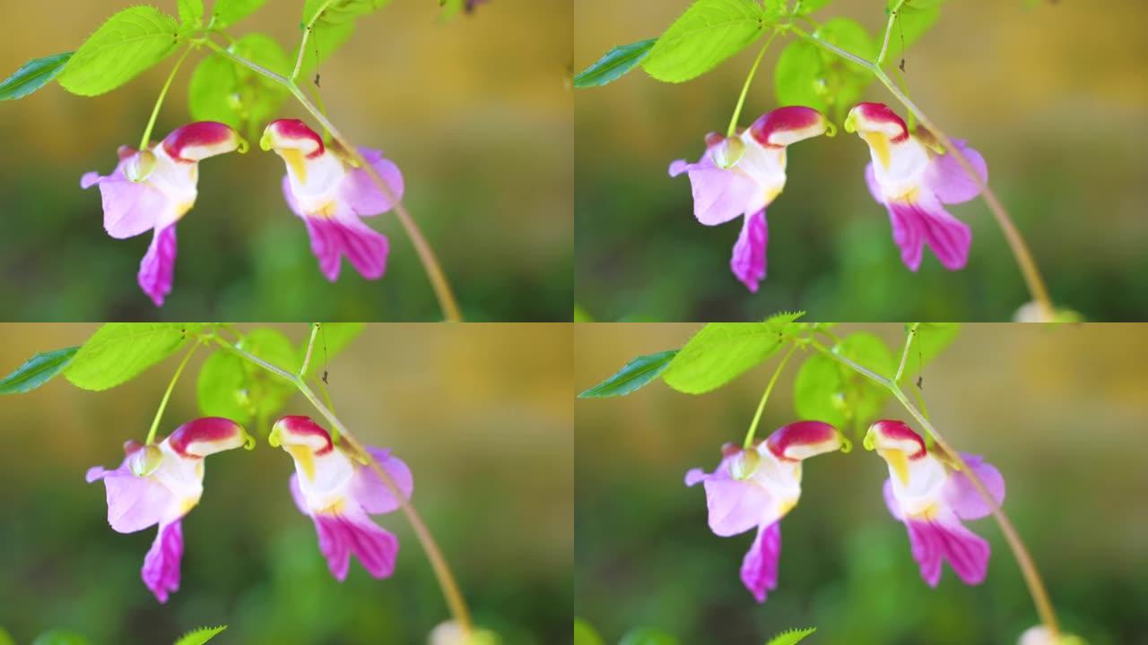 凤仙花psittacina: 鹦鹉花紫色和粉红色花，香菇科