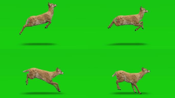 Doe在绿色屏幕上运行。动物的概念，野生动物，游戏，返校，3d动画，短视频，电影，卡通，有机，色键，