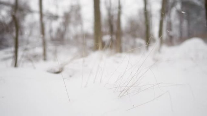 草稻草穿过厚厚的积雪