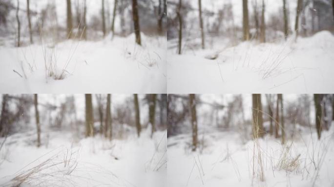 草稻草穿过厚厚的积雪