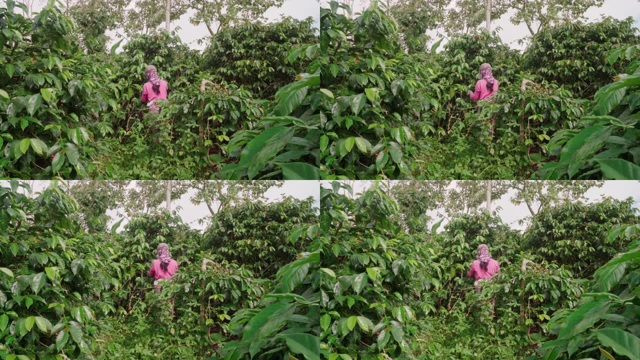咖啡种植园的灌木丛
