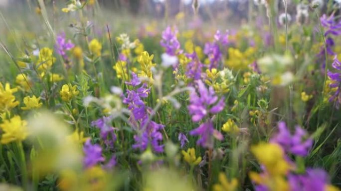 五彩高山野花和植物。相机在夏季的花朵草地上移动，昆虫在花朵中收集花蜜。山里的夏日自然。滑块镜头，4K