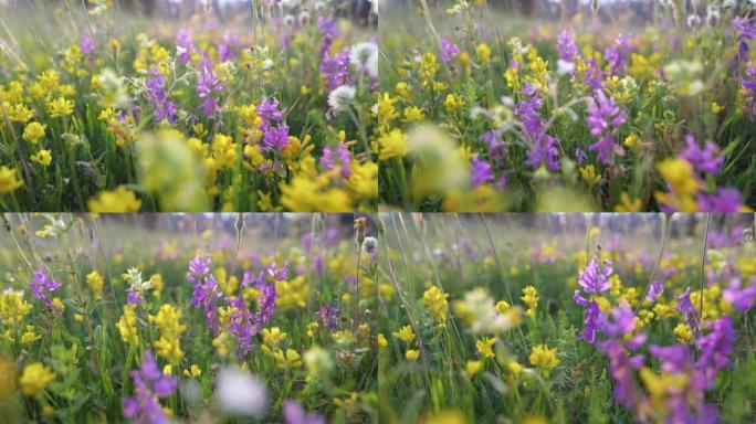 五彩高山野花和植物。相机在夏季的花朵草地上移动，昆虫在花朵中收集花蜜。山里的夏日自然。滑块镜头，4K