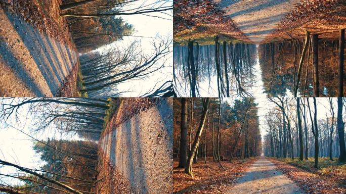 SLO MO POV拍摄在一条车道的道路上穿越秋天的森林