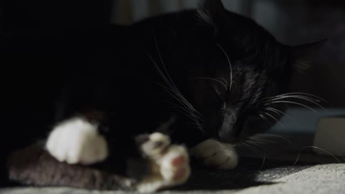 黑猫在地毯上舔爪子