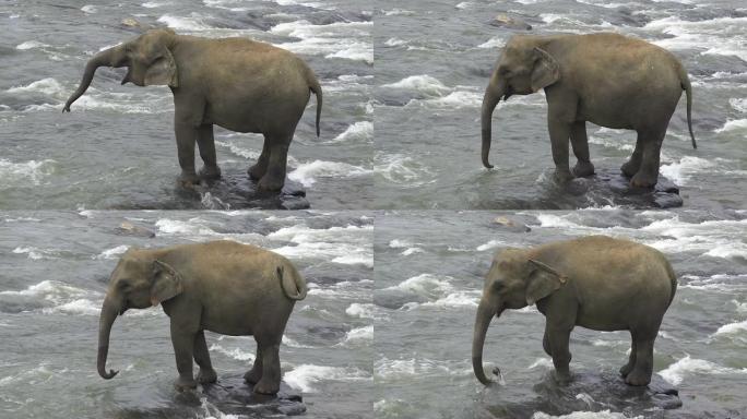 大象站在河里喝水