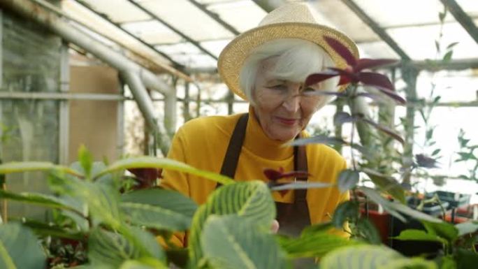 老妇在温室中喷洒植物，用水照顾绿化
