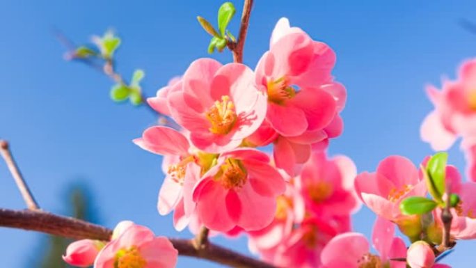 粉红色的樱花在湛蓝的天空下