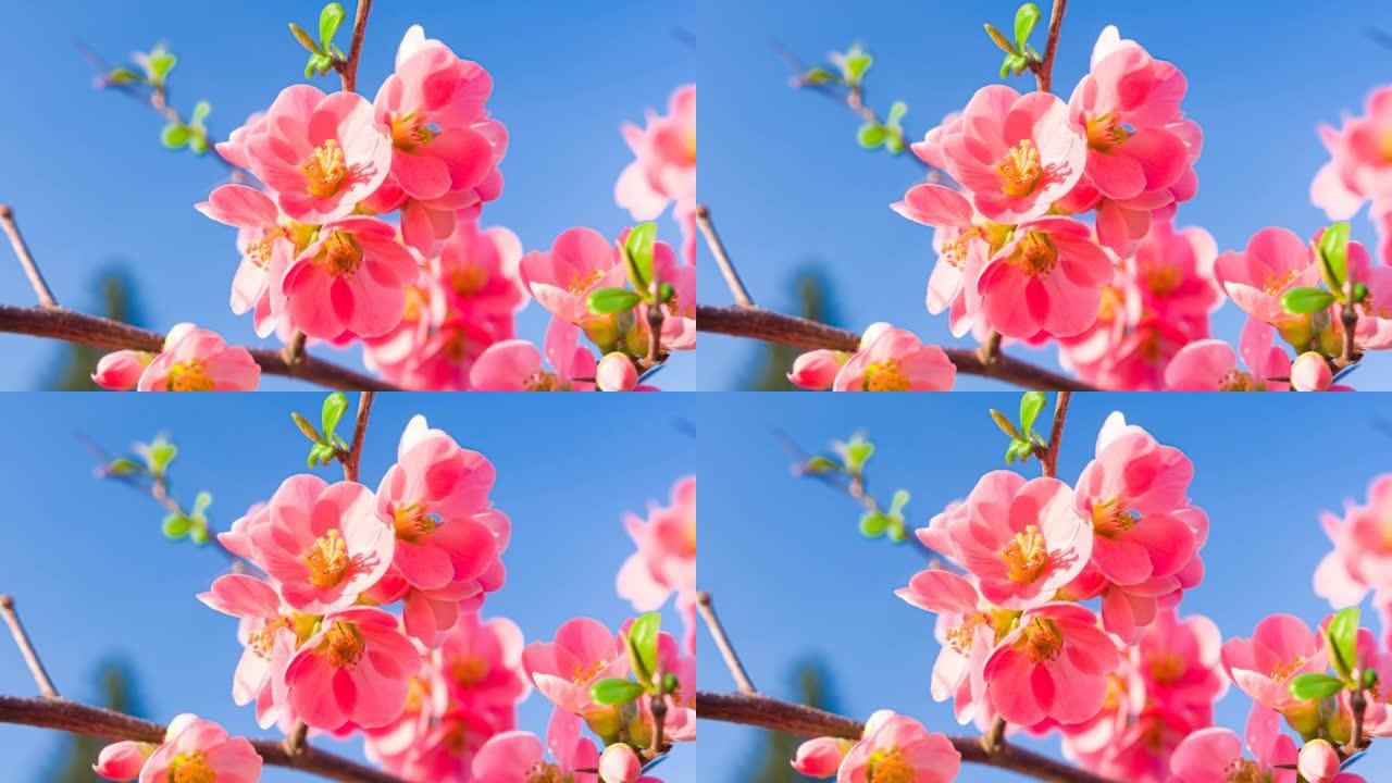 粉红色的樱花在湛蓝的天空下