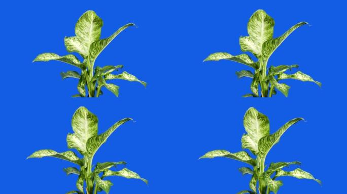 在热带阔叶植物蓝屏上移动以进行合成
