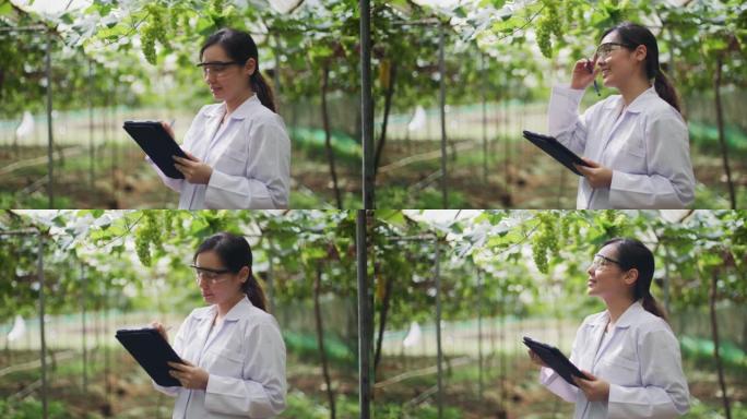 科学家使用平板电脑检查植物