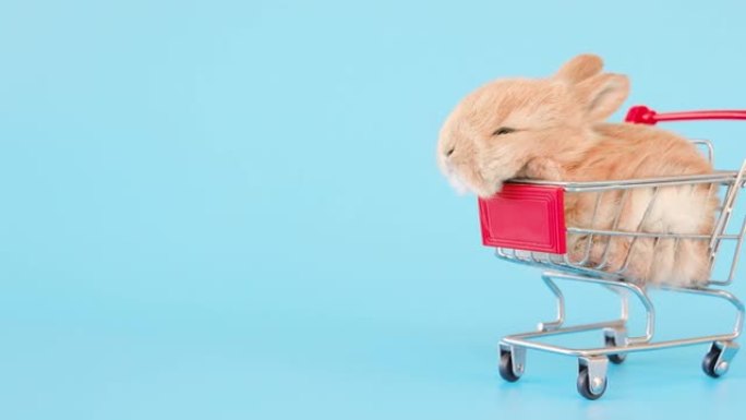 小兔子睡在购物车在孤立的蓝色背景屏幕上
