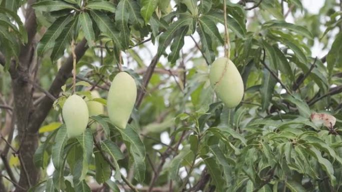 新鲜芒果树上的芒果成熟果实果园