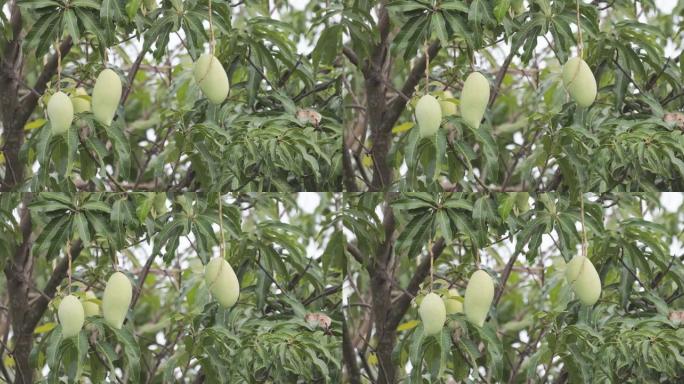 新鲜芒果树上的芒果成熟果实果园
