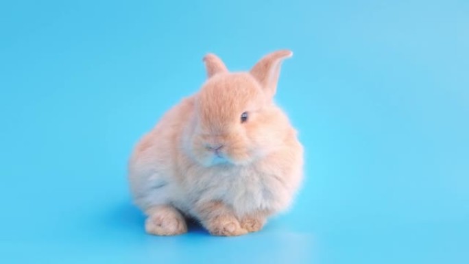 孤立蓝色背景上的小兔子