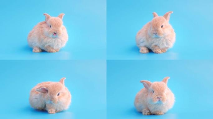 孤立蓝色背景上的小兔子