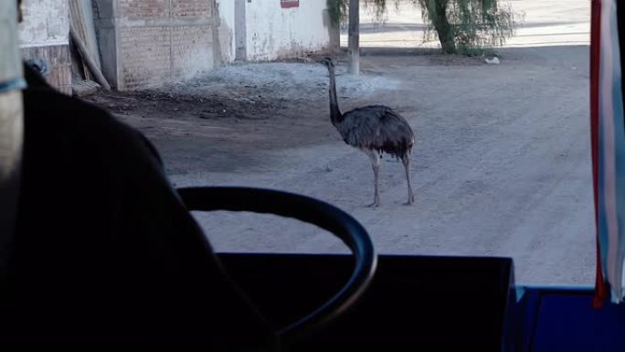 达尔文的雷亚 (Rhea Pennata)，也称为小雷亚，或简称南都 (ñ and ú)，从公路上的